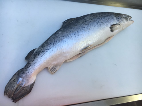 salmon whole frozen IQF